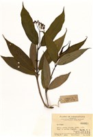 藏品(八仙花屬)的圖片
